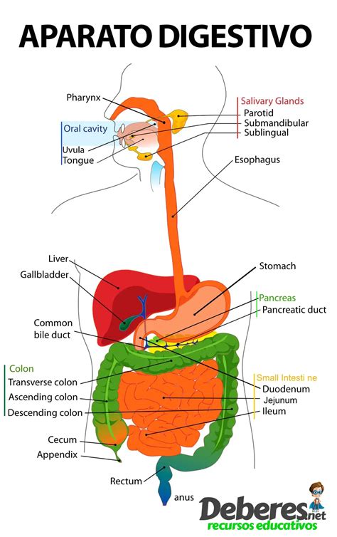 partes del sistema digestivo-4
